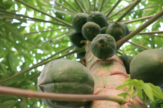 healthy green papaya on tree in garden