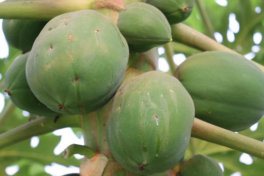 healthy green papaya on tree in garden