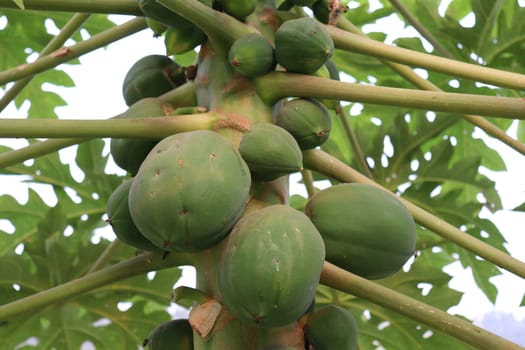healthy green papaya on tree in garden