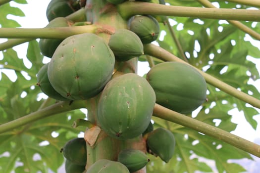 healthy green papaya on tree in garden