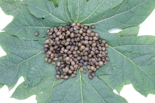 papaya seeds stock on green leaf for farming