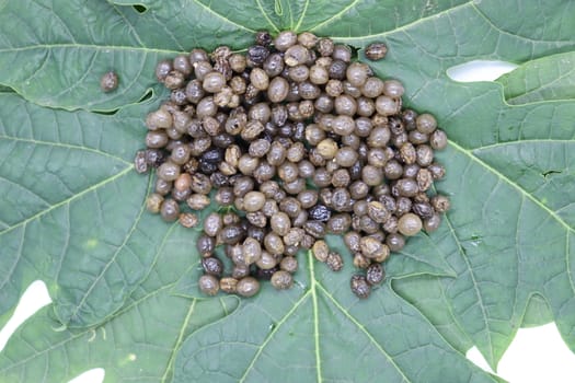 papaya seeds stock on green leaf for farming