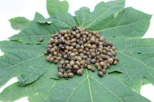 papaya seeds stock on green leaf for farming