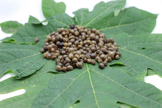 papaya seeds stock on green leaf for farming