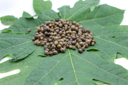 papaya seeds stock on green leaf for farming