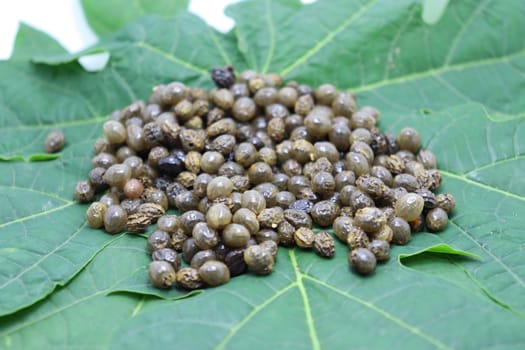 papaya seeds stock on green leaf for farming