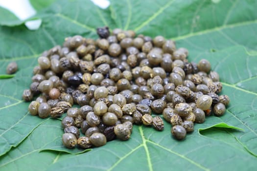 papaya seeds stock on green leaf for farming
