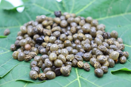 papaya seeds stock on green leaf for farming