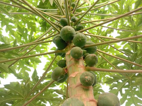 healthy green papaya on tree in garden