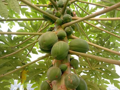 healthy green papaya on tree in garden