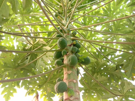 healthy green papaya on tree in garden