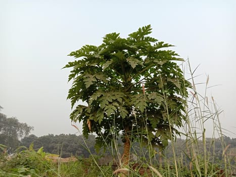 papaya tree with green leaf on farm