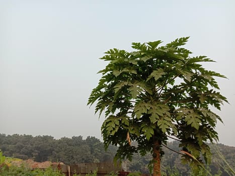 papaya tree with green leaf on farm