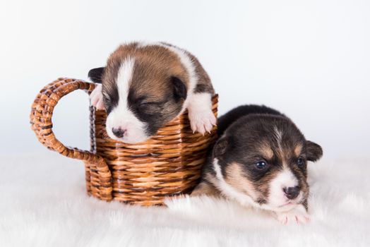 Two Pembroke Welsh Corgi puppies dogs isolated on white background