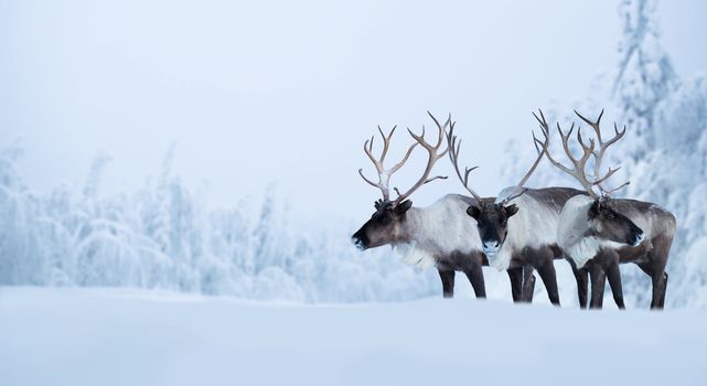 Big male deers in northern winter forest covered with snow and frost Christmas New Year celebration background copy space for text