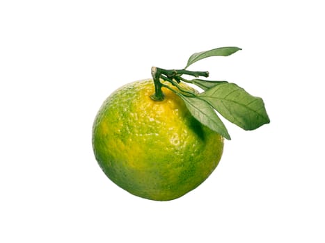 Green mandarin isolated on white background. Perfect fresh ripe green tangerine or king orange with leaves isolated on white with clipping path.