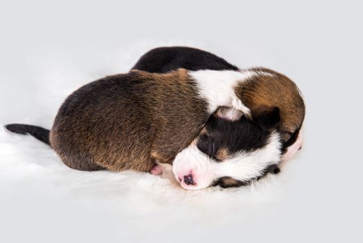 Two Pembroke Welsh Corgi puppies dogs isolated on white background