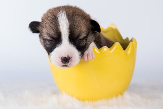 Funny Pembroke Welsh Corgi puppy dog sitting in the egg isolated on white background on Easter holidays