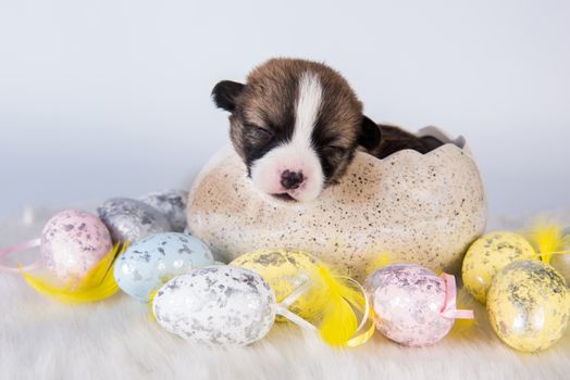 Funny Pembroke Welsh Corgi puppy dog sitting in the egg isolated on white background on Easter holidays