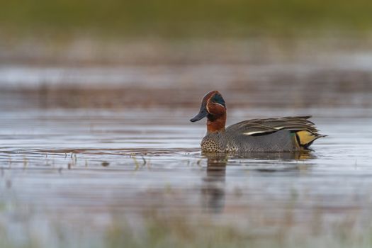 Male eurasian teal or common teal, anas crecca, duck floating on the water