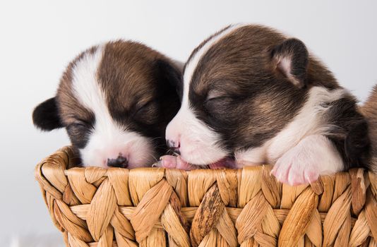 Two funny Pembroke Welsh Corgi puppies dogs on basket isolated on white background