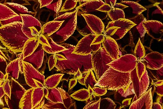 Decorative lawn leaves, Creative layout made of red and yellow foliage, abstract nature background