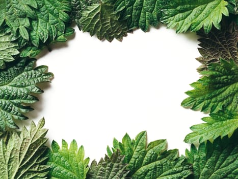 Top view frame of nettle leaves. Isolated on white. Copy space for text.