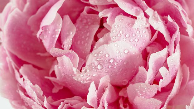 Extreme close up view of piony. Flower head of piony with dew. Beautiful piony with water drops. Banner. Copy space for text. Can use as natural pattern background for design, social media