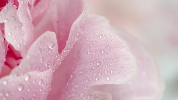 Extreme close up view of piony. Flower petals of piony with dew. Copy space for text. Beautiful piony with water drops. Banner. Can use as natural pattern background for design, social media