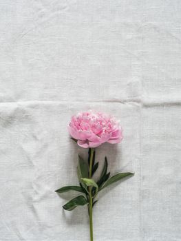 Beautiful pale pink peony. Top view of single pink piony on white linen tablecloth background. Vertical. Copy space for text. Flat lay.