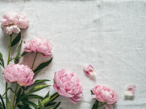 Beautiful pale pink peony. Top view of pink piones on white linen tablecloth background. Copy space for text. Flat lay. Horizontal