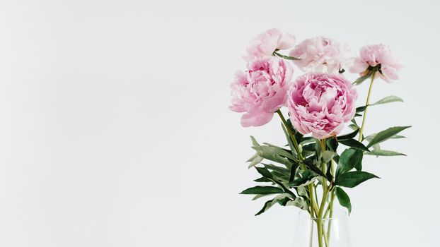 Beautiful pale pink peony bouquet in glass vase on white or light gray wall background. Banner. Copy space for text. Toned filetr