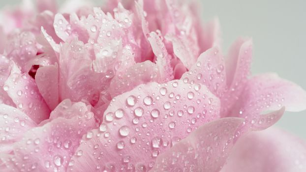 Extreme close up view of piony. Flower head of piony with dew. Beautiful piony with water drops. Banner. Copy space for text. Can use as natural pattern background for design, social media