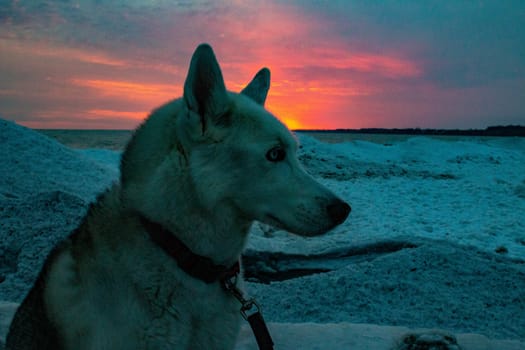 husky on beach during sunset in Canada and winter. High quality photo