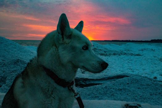 husky on beach during sunset in Canada and winter. High quality photo