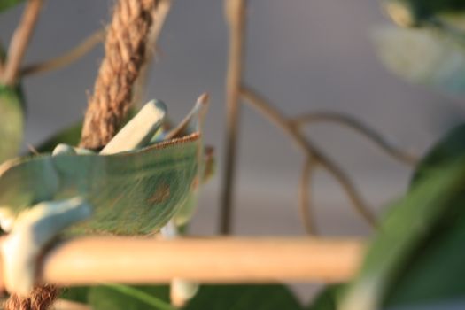 pet veiled chameleon in captivity. High quality photo