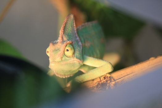 pet veiled chameleon in captivity. High quality photo