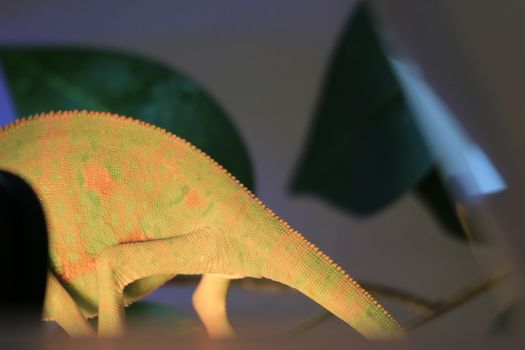 pet veiled chameleon in captivity. High quality photo