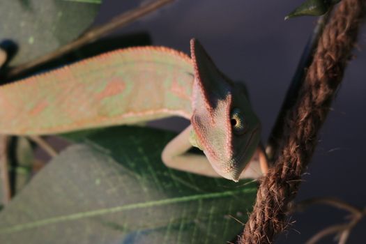 pet veiled chameleon in captivity. High quality photo