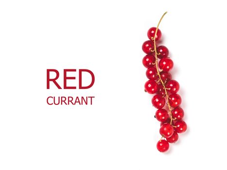 Creative layout - branch of red currant. Food and diet concept. Top view of ripe red currant with copy space. Isolated on white with clipping path.
