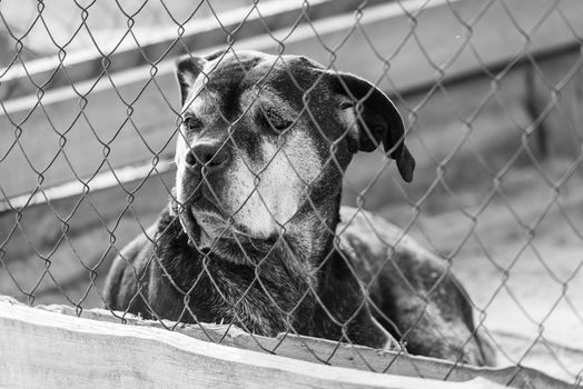 Black and white photo of homeless dog in a shelter for dogs.