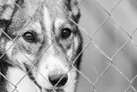 Black and white photo of homeless dog in a shelter for dogs.