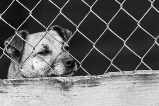 Black and white photo of homeless dog in a shelter for dogs.