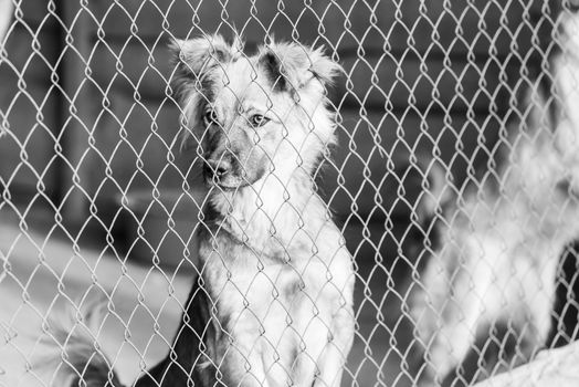 Black and white photo of homeless dog in a shelter for dogs.