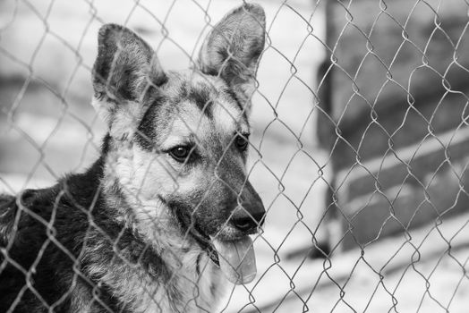 Black and white photo of homeless dog in a shelter for dogs.