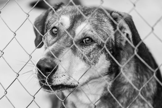 Black and white photo of homeless dog in a shelter for dogs.