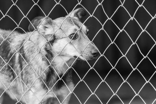 Black and white photo of homeless dog in a shelter for dogs.