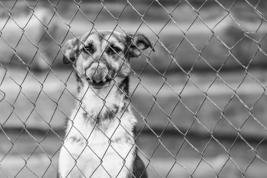 Black and white photo of homeless dog in a shelter for dogs.