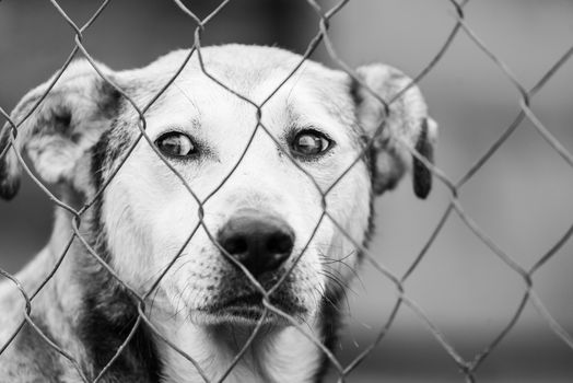 Black and white photo of homeless dog in a shelter for dogs.