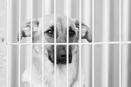 Black and white photo of homeless dog in a shelter for dogs.